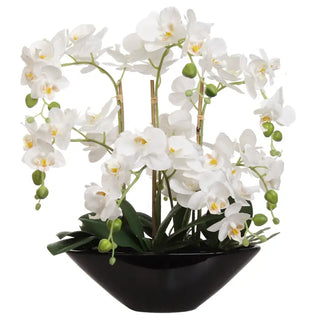 White Phalaenopsis Orchid Flowers in Black Ceramic